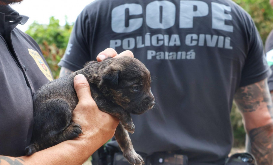 PCPR resgata cadela e filhotes presos em escombros em Guaratuba