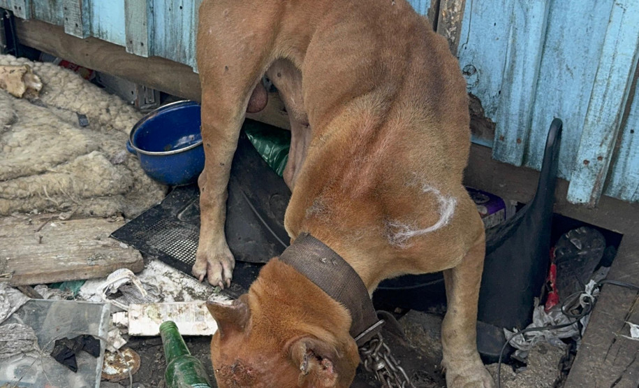 PCPR prende homem por maus tratos aos animais em Curitiba