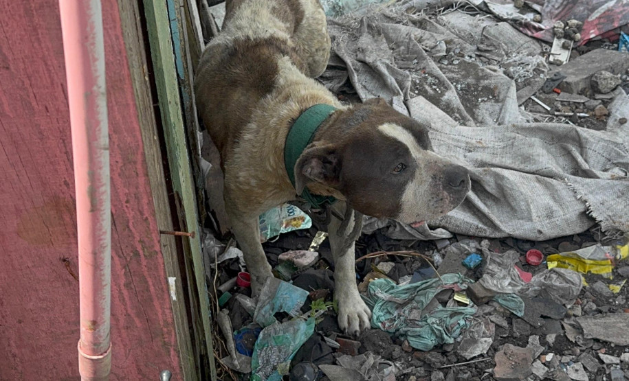 PCPR prende homem por maus tratos aos animais em Curitiba