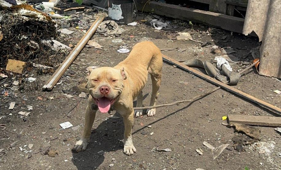PCPR prende homem por maus tratos aos animais em Curitiba