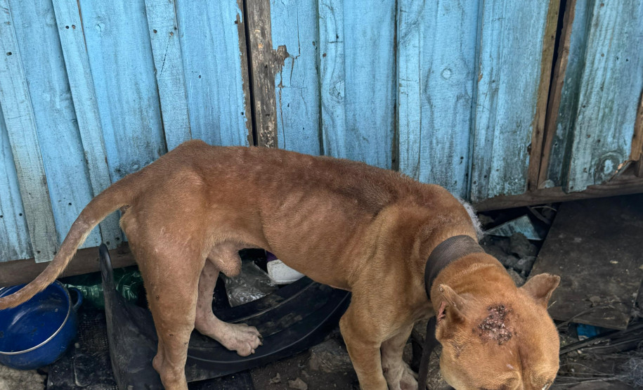 PCPR prende homem por maus tratos aos animais em Curitiba
