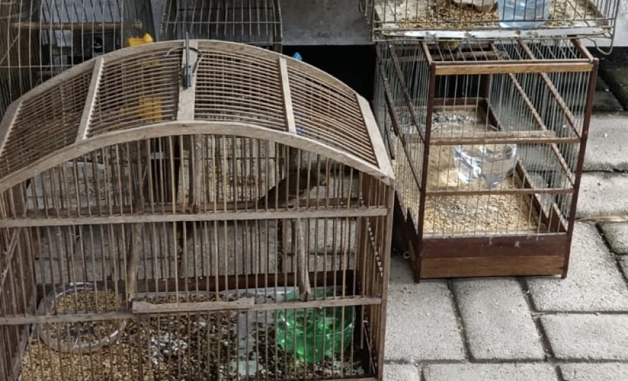 PCPR apreende seis pássaros silvestres em extinção em Antonina