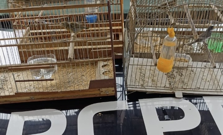 PCPR apreende seis pássaros silvestres em extinção em Antonina