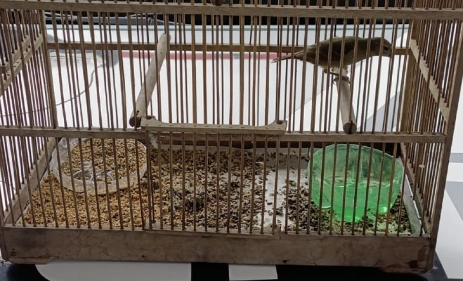 PCPR apreende seis pássaros silvestres em extinção em Antonina