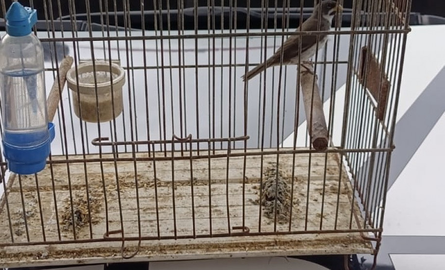 PCPR apreende seis pássaros silvestres em extinção em Antonina