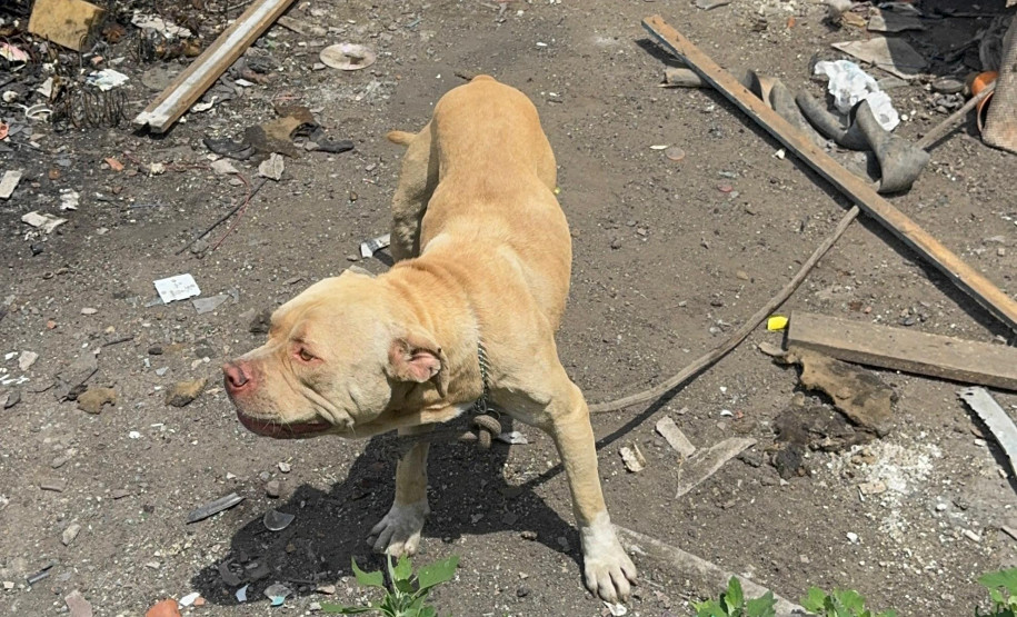 PCPR prende homem por maus tratos aos animais em Curitiba