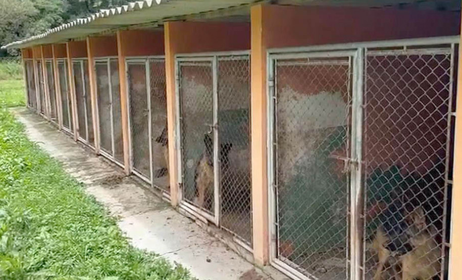 PCPR resgata mais de 60 cães vítimas de maus-tratos em canil de Almirante Tamandaré