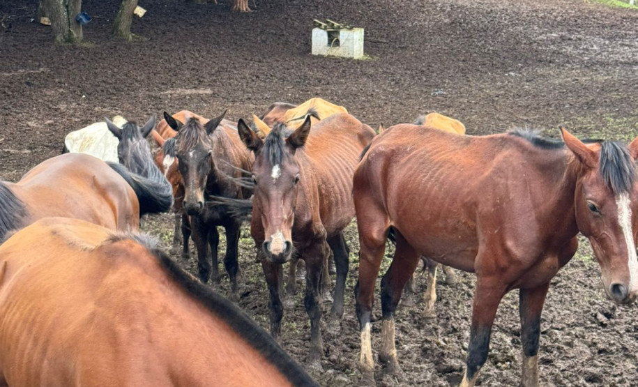 PCPR prende homem por maus tratos e resgata mais de 40 cavalos em Curitiba