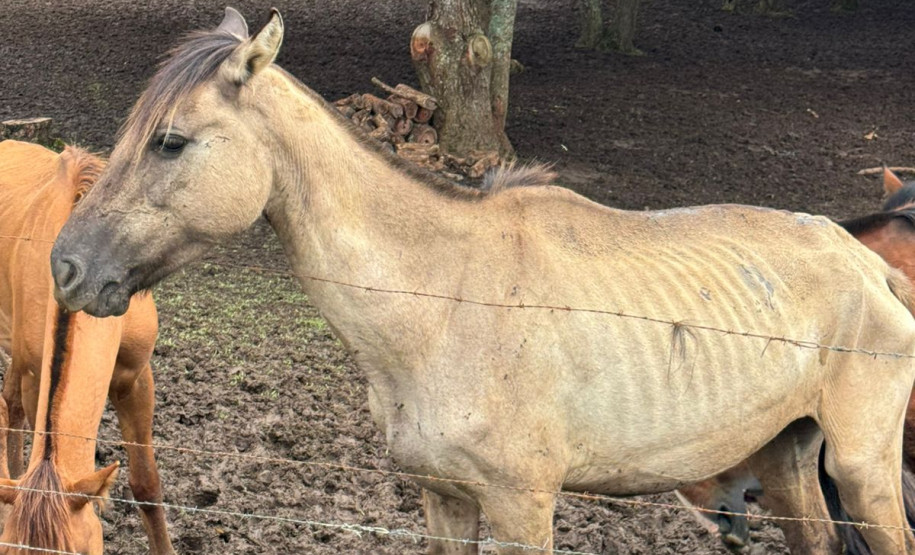 PCPR prende homem por maus tratos e resgata mais de 40 cavalos em Curitiba