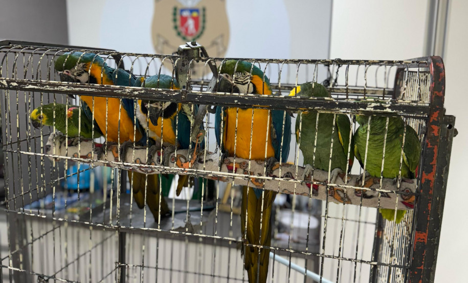 PCPR resgata seis aves vítimas do tráfico de animais em Curitiba