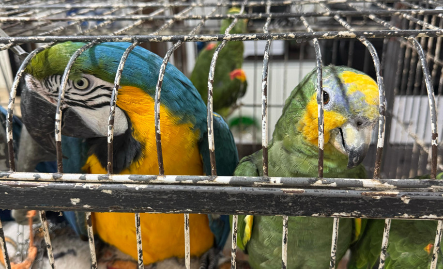 PCPR resgata seis aves vítimas do tráfico de animais em Curitiba