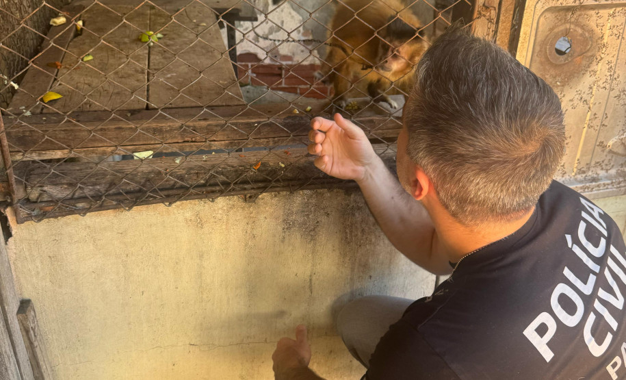 PCPR resgata macaco-prego que viveu 31 anos preso em uma gaiola em Colombo
