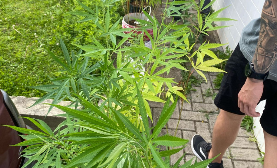 PCPR encontra plantação de maconha em residência e prende responsável em Almirante Tamandaré
