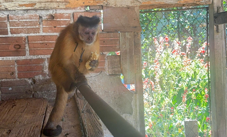 PCPR resgata macaco-prego que viveu 31 anos preso em uma gaiola em Colombo