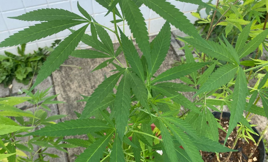 PCPR encontra plantação de maconha em residência e prende responsável em Almirante Tamandaré