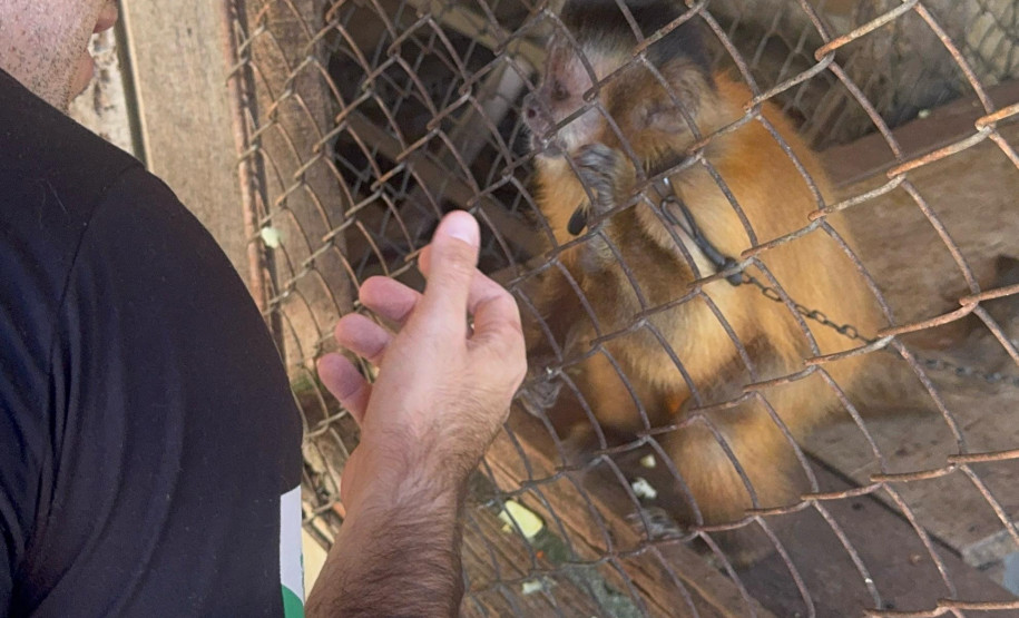 PCPR resgata macaco-prego que viveu 31 anos preso em uma gaiola em Colombo