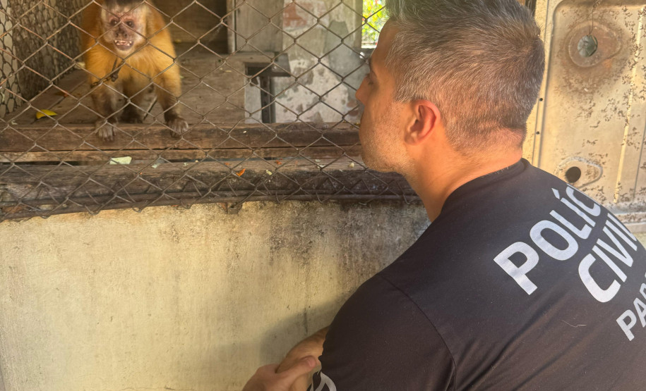 PCPR resgata macaco-prego que viveu 31 anos preso em uma gaiola em Colombo