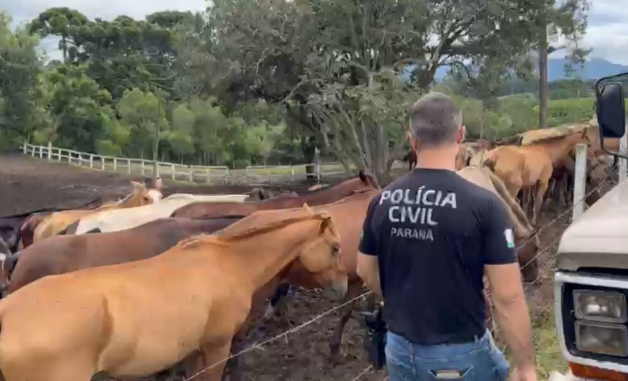 PCPR prende homem por maus tratos e resgata mais de 40 cavalos em Curitiba