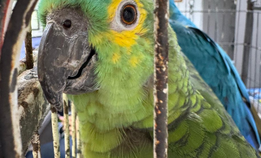 PCPR resgata seis aves vítimas do tráfico de animais em Curitiba