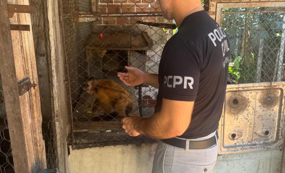 PCPR resgata macaco-prego que viveu 31 anos preso em uma gaiola em Colombo