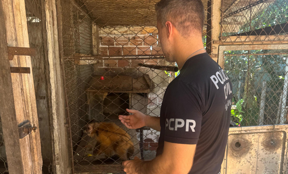 PCPR resgata macaco-prego que viveu 31 anos preso em uma gaiola em Colombo