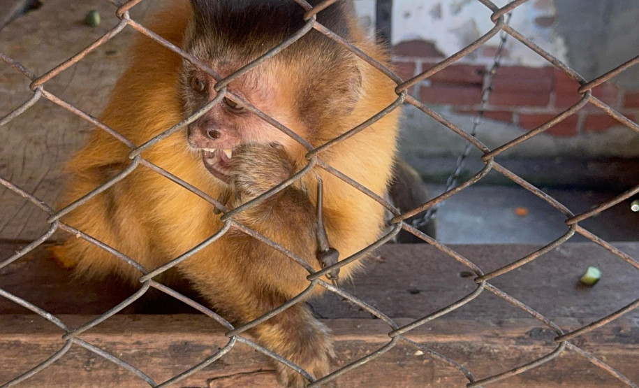 PCPR resgata macaco-prego que viveu 31 anos preso em uma gaiola em Colombo