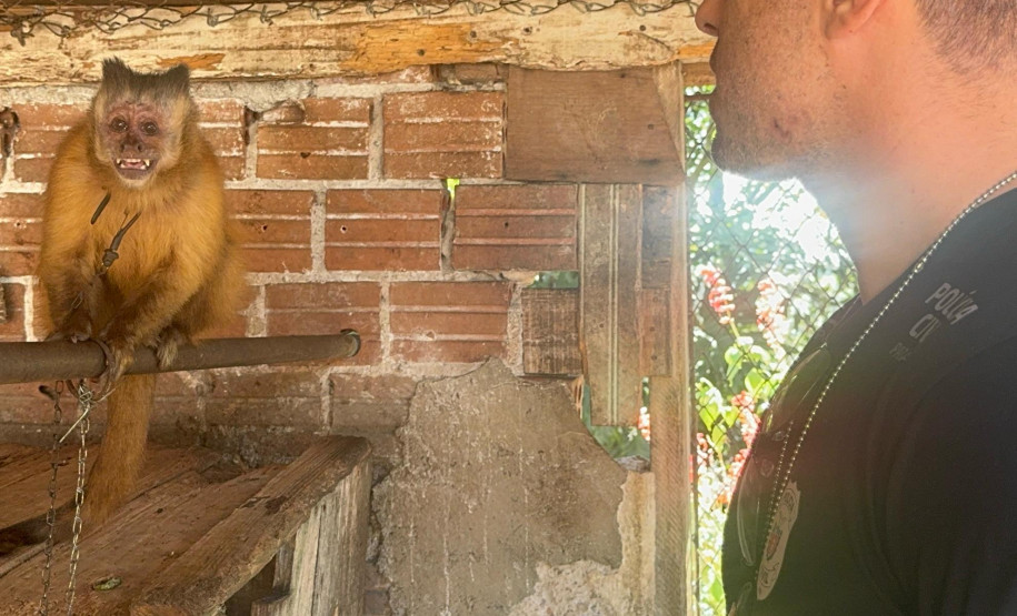PCPR resgata macaco-prego que viveu 31 anos preso em uma gaiola em Colombo