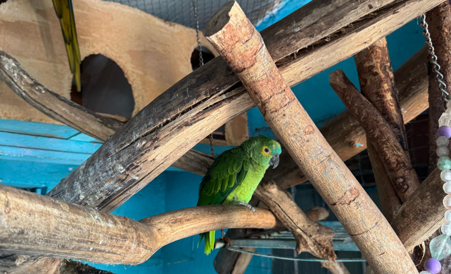 PCPR resgata seis aves vítimas do tráfico de animais em Curitiba