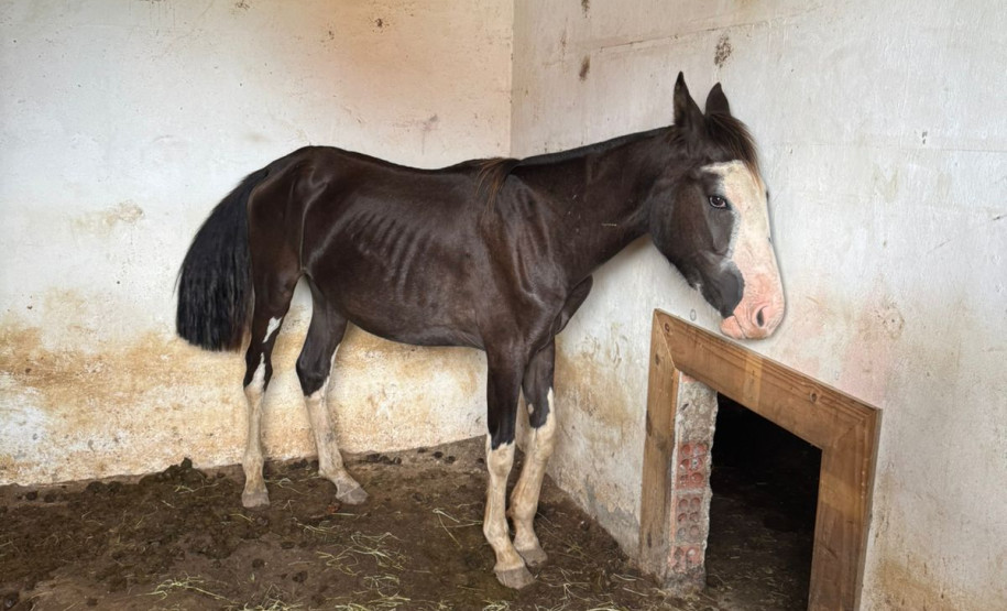 PCPR prende homem por maus tratos e resgata mais de 40 cavalos em Curitiba