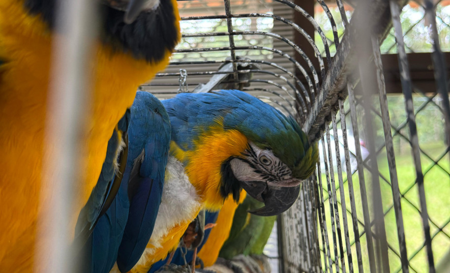 PCPR resgata seis aves vítimas do tráfico de animais em Curitiba
