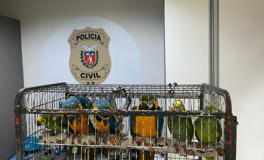 PCPR resgata seis aves vítimas do tráfico de animais em Curitiba