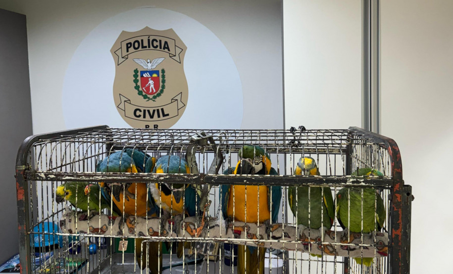 PCPR resgata seis aves vítimas do tráfico de animais em Curitiba