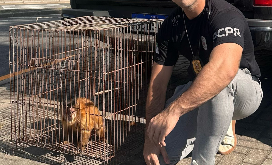 PCPR resgata macaco-prego que viveu 31 anos preso em uma gaiola em Colombo