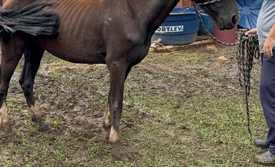 PCPR prende homem por maus tratos e resgata mais de 40 cavalos em Curitiba