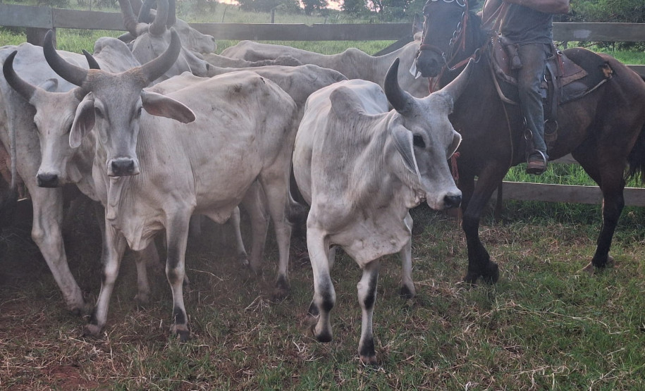 PCPR prende homem por receptação e recupera rebanho de gado em Jaguapitã