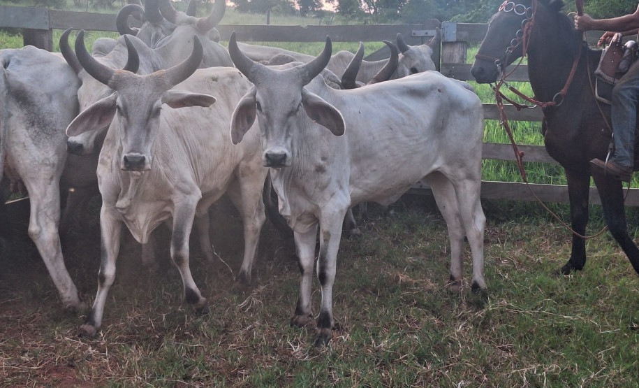 PCPR prende homem por receptação e recupera rebanho de gado em Jaguapitã