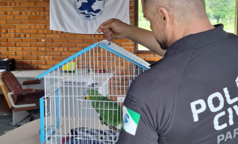 PCPR resgata papagaio vítima do tráfico de animais em Matinhos