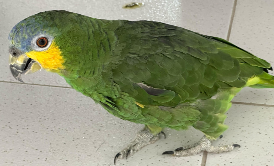 PCPR resgata papagaio vítima do tráfico de animais em Matinhos