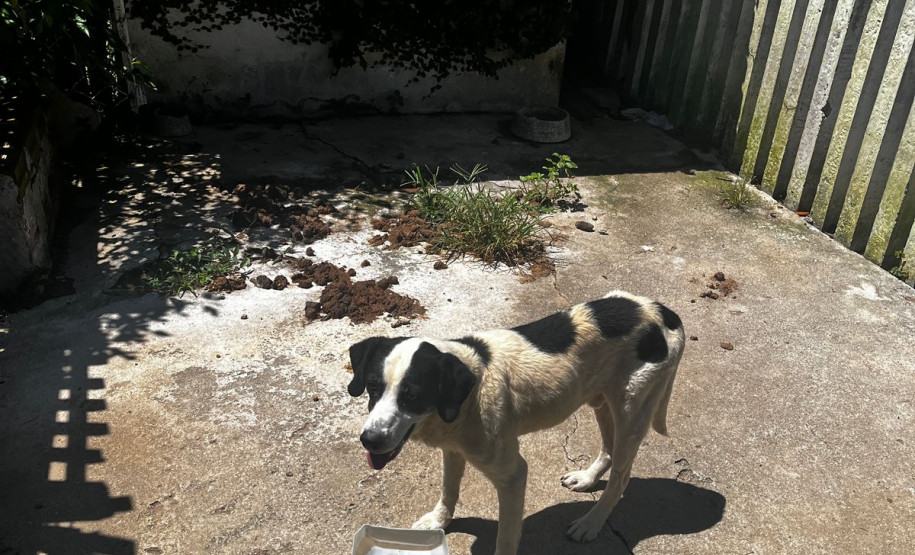 PCPR prende homem em flagrante por maus tratos e resgata animais em Pinhais (4626)