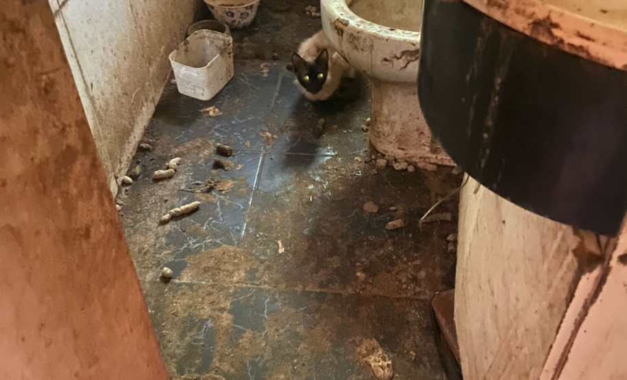 PCPR prende homem em flagrante por maus tratos e resgata animais em Pinhais (4626)