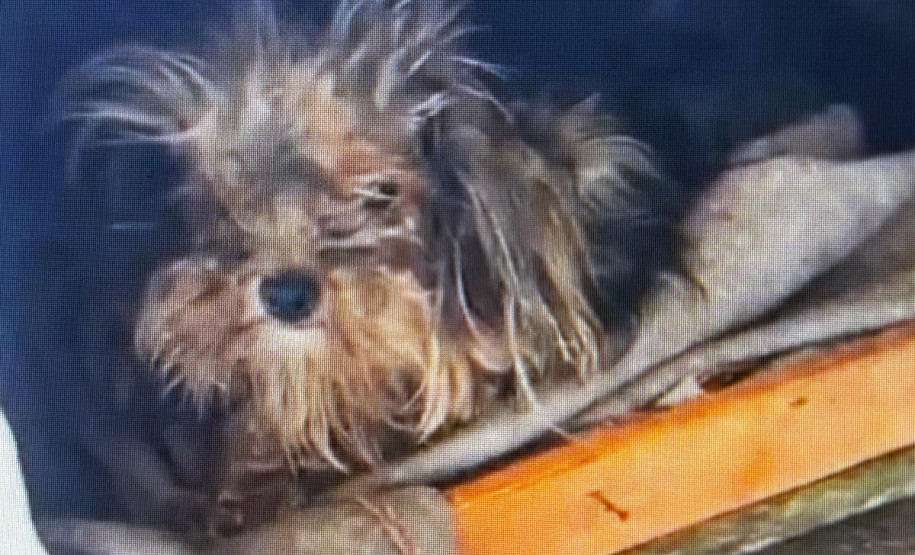 PCPR conclui inquérito e indicia casal por maus tratos contra cachorro em Antonina