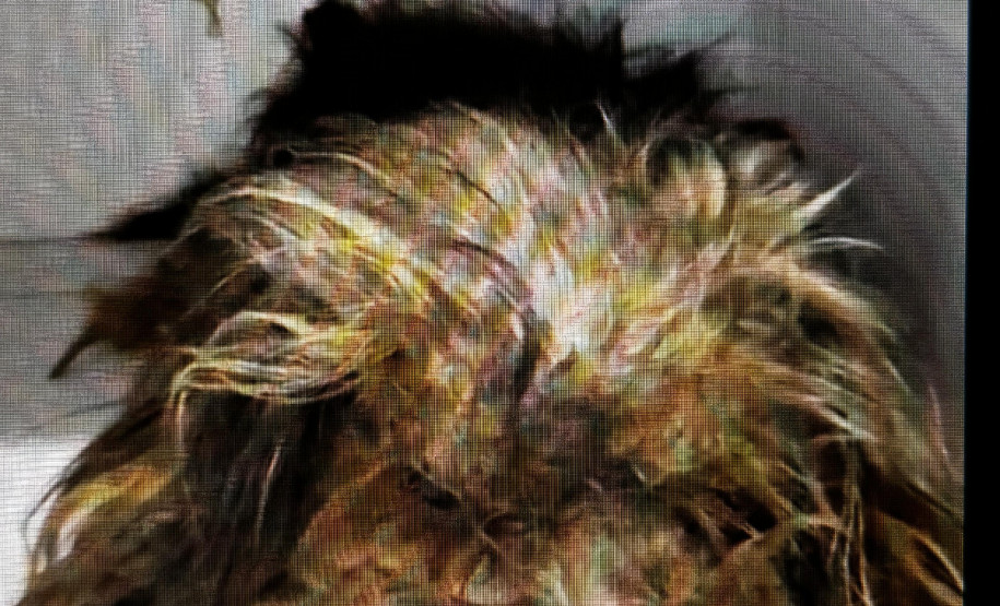 PCPR conclui inquérito e indicia casal por maus tratos contra cachorro em Antonina