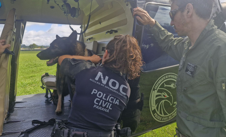 PCPR treina cães farejadores em aeronaves para operações emergência