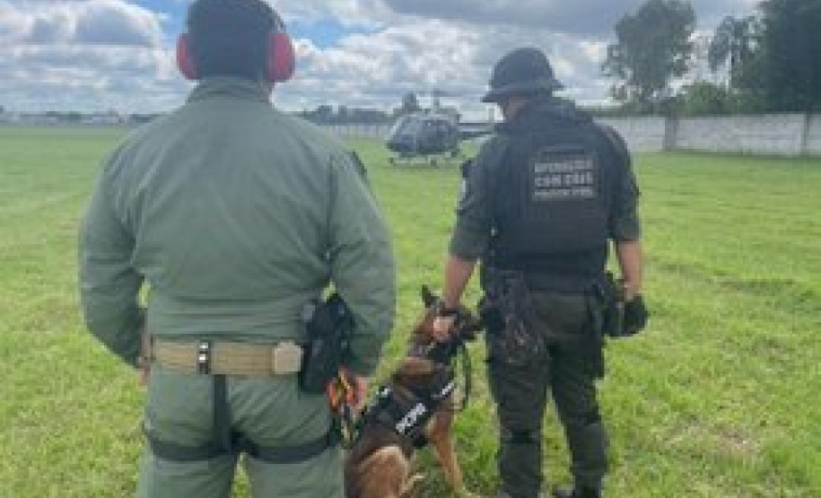 PCPR treina cães farejadores em aeronaves para operações emergência