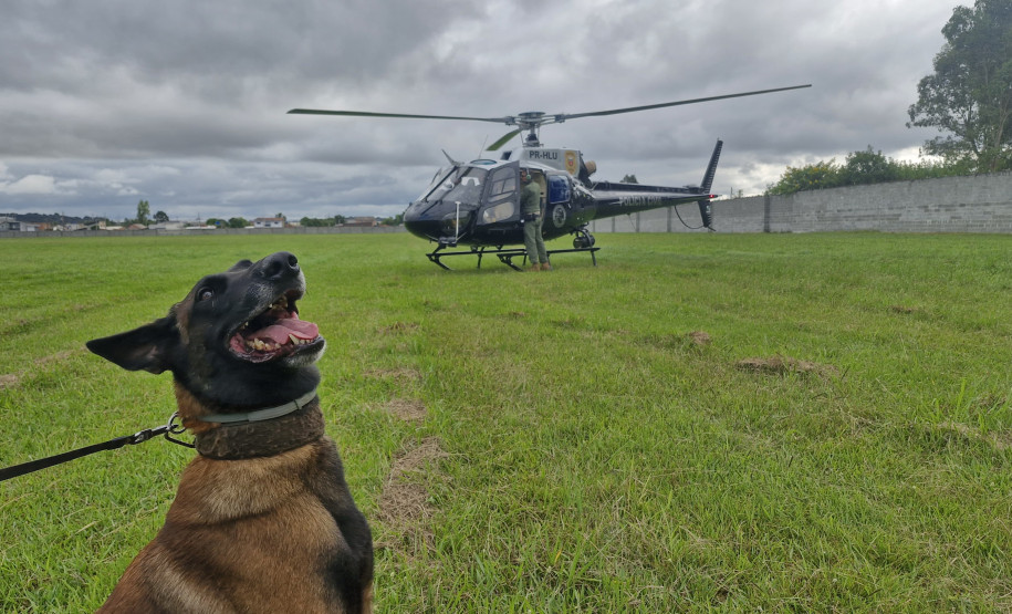 PCPR treina cães farejadores em aeronaves para operações emergência