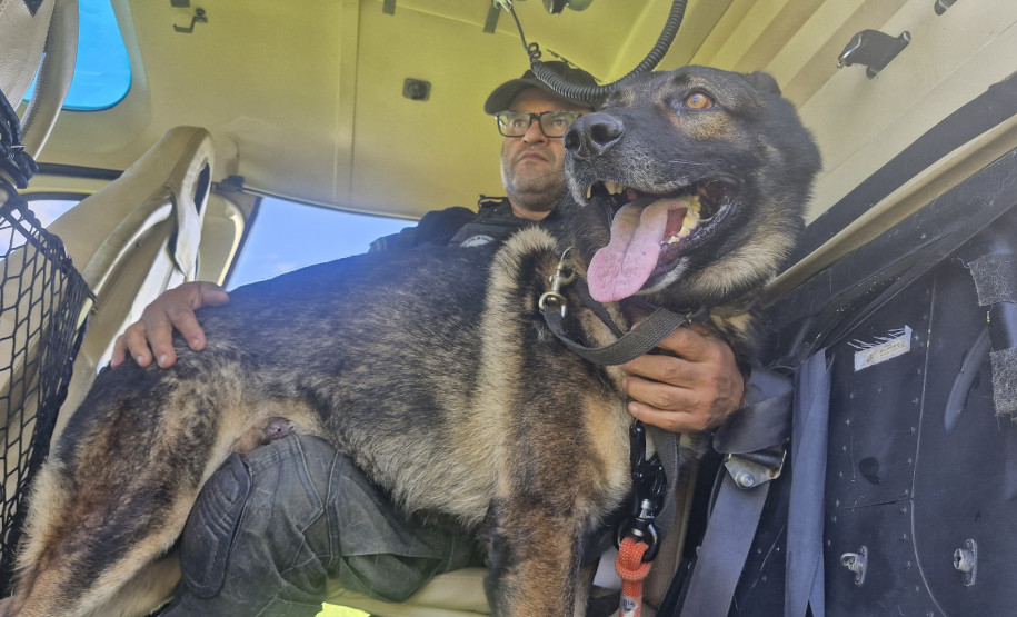 PCPR treina cães farejadores em aeronaves para operações emergência
