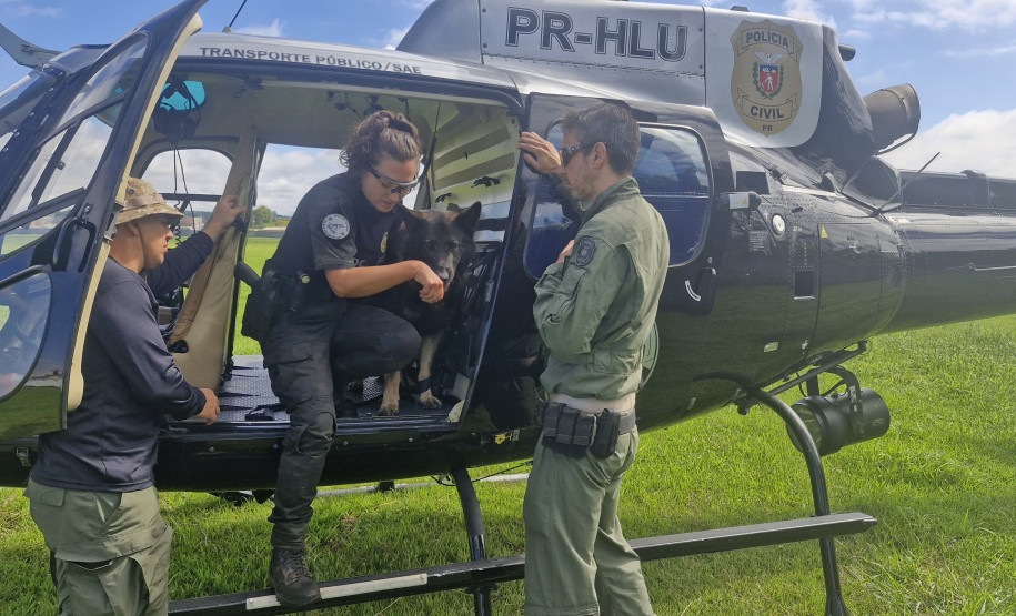 PCPR treina cães farejadores em aeronaves para operações emergência