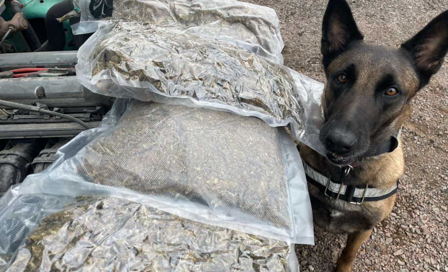 PCPR apreende 2,5 quilos de skunk em Pato Branco