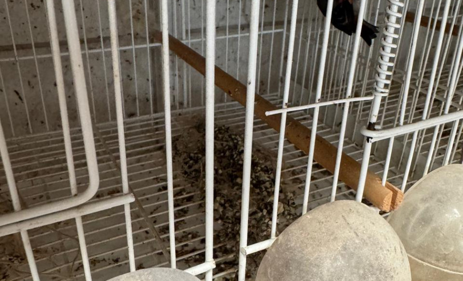 PCPR resgata ao menos 5 mil aves e prende homens por maus tratos aos animais em Arapongas