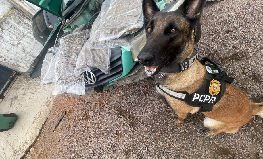 PCPR apreende 2,5 quilos de skunk em Pato Branco